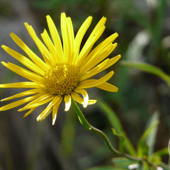 Fleur en perspective - Orcières Merlette (Hautes-Alpes), Juillet 2011