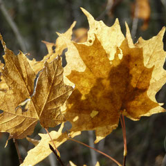 Feuilles d'érable en transparence - Québec (Canada), Octobre 2011