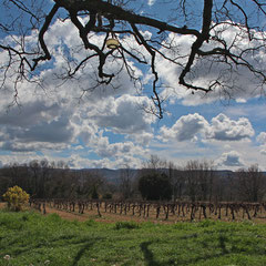 Les branches du chêne et les vignes devant la maison - vers Gargas (Vaucluse), Provence, Mars 2018