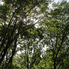 Arbres - vers la Roche-sur-Foron (Haute-Savoie), Septembre 2019