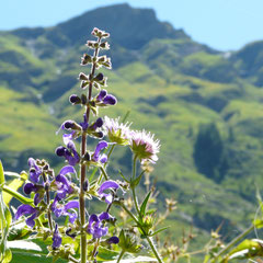 Fleur de montagne - Orcières Merlette (Hautes-Alpes), Juillet 2008