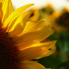 Tournesol devant la maison - Orange (Vaucluse), Juin 2008