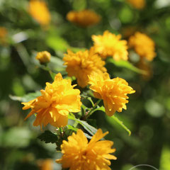 Fleurs du parc oriental de Maulévrier - Maulévrier (Maine-et-Loire), Avril 2016