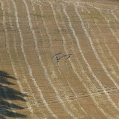 Traces de tracteur dans un champ de blé - vers Gargas (Vaucluse), Provence, Septembre 2010