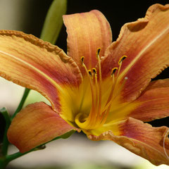 Fleur du jardin - Orange (Vaucluse), Juin 2010