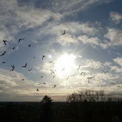 Vol d'oiseaux depuis ma fenêtre d'étudiante - Montauban (Tarn-et-Garonne), Novembre 2008