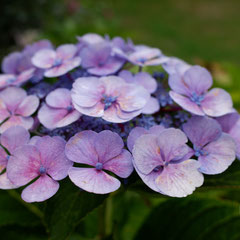 Fleur au parc des Moines - Cholet (Maine-et-Loire), Août 2019