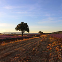 Arbre, champs et lavandes en fin de journée - vers Sault (Vaucluse), Provence, Juillet 2017