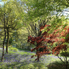 Arbres du parc oriental de Maulévrier - Maulévrier (Maine-et-Loire), Avril 2016