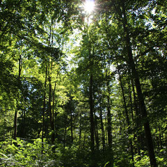 Forêt et lumière - Provins (Seine-et-Marne), Juillet 2017