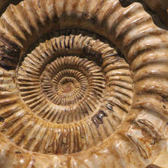 Fossile au Musée des Confluences - Lyon (Rhône-Alpes), Avril 2015