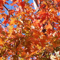 Feuillage rouge - Lyon (Rhône-Alpes), Novembre 2013