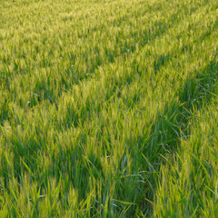 Blés d'été - vers Gargas (Vaucluse), Provence, Juillet 2011