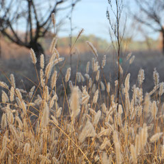 Blé d'hiver - vers Gargas (Vaucluse), Provence, Décembre 2014