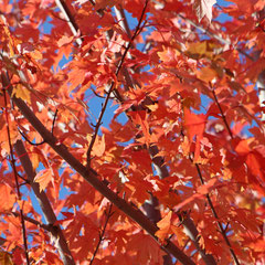 Feuillage rouge - Lyon (Rhône-Alpes), Novembre 2013