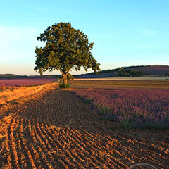 Arbre, champs et lavandes en fin de journée 2 - vers Sault (Vaucluse), Provence, Juillet 2017