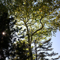 Arbre et lumière - vers la Roche-sur-Foron (Haute-Savoie), Septembre 2019