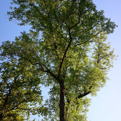 Arbre et lumière - vers la Roche-sur-Foron (Haute-Savoie), Septembre 2019