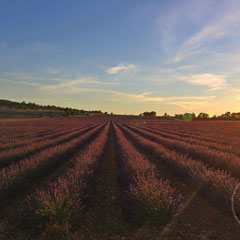 Champ de lavande en fin de journée - vers Sault (Vaucluse), Provence, Juillet 2017