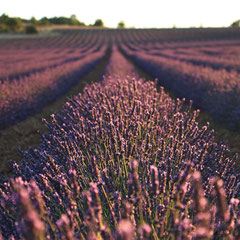 Lavandes en fin de journée - vers Sault (Vaucluse), Provence, Juillet 2017