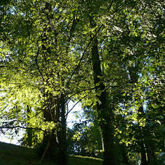 Forêt et soleil - vers le lac d'Aiguebelette (Savoie), Septembre 2010