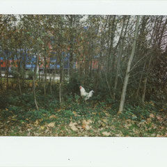 AT HOME AT THE ZUIDAS / POLAROIDS