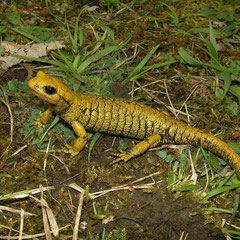 Vuursalamander (Salamandra salamandra alfredschmidti)