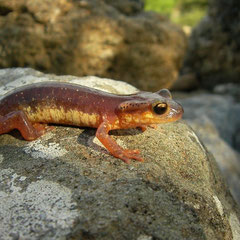 Karpathos Salamander (Lyciasalamandra helverseni), unspotted individual, Karpathos, Greece, January 2012
