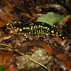 Vuursalamander (Salamandra salamandra gallaica)