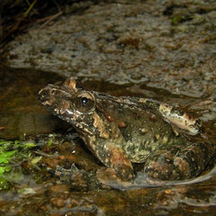 Corsicaanse schijftongkikker (Discoglossus montalentii)