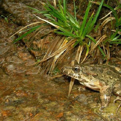 Tyrrheense schijftongkikker (Discoglossus sardus)