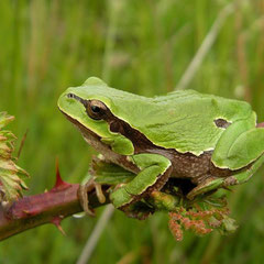 Iberian Tree Frog (Hyla molleri), Burgos, Spain, April 2012
