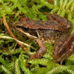 Iberian Stream Frog (Rana iberica), Asturias, Spain, April 2012