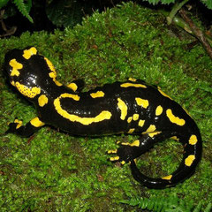 Vuursalamander (Salamandra salamandra terrestris) 