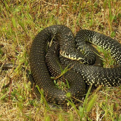 Geelgroene toornslang (Hierophis viridiflavus)