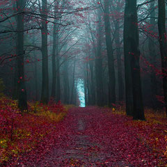 Schwarzwald - ALEMANHA