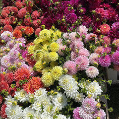 Dahlias toutes les couleurs
