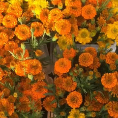 Roses d'inde