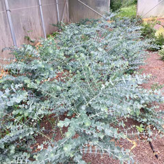 Eucalyptus