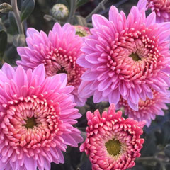 Chrysanthèmes pour fleurs coupées