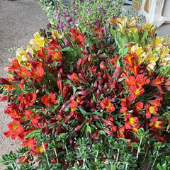 Alstromeria