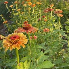 Zinnias