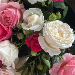 Roses