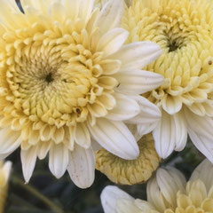 Chrysanthèmes pour fleurs coupées