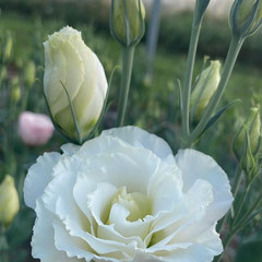 Lisianthus, déclinaisons possibles: rose, champagne, lavande, carmin