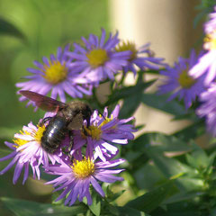 Schwarzblaue Holzbiene (Xylocopa violacea)