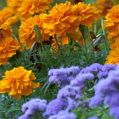 Heidi's einjährige Sommerblumen aus Samen des Vorjahres. So macht Hortus Spaß, es blüht und blüht, auch wenn es ganz banales Einjähriges ist, erfahrungsgem. bis zum Frost  