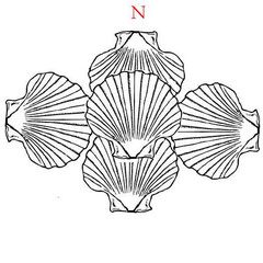  Ondes de forme : LA COQUILLE SAINT JACQUES -- Ses vertus et son utilisation -- Image