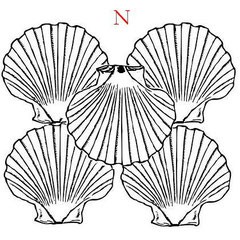 disposition coquille saint jacques