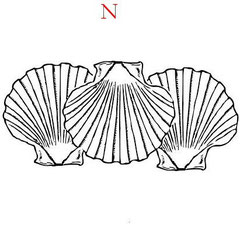  Ondes de forme : LA COQUILLE SAINT JACQUES -- Ses vertus et son utilisation -- Image